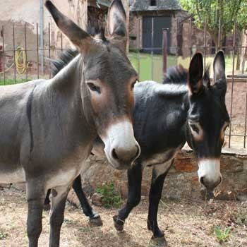 donkeys.jpg